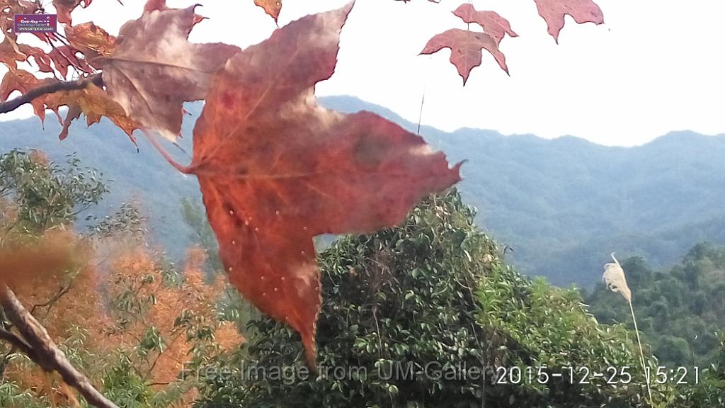 20151225red leaves-IMG_152147.jpg